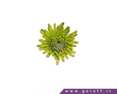 product 212 chrysanthemums athus